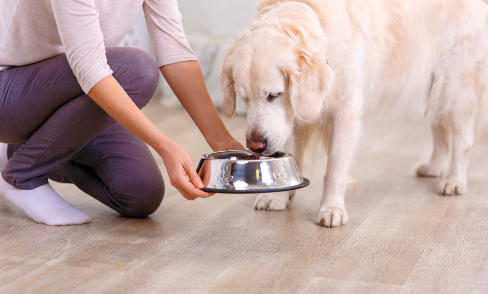 feeding adult dog