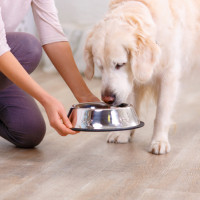 feeding adult dog