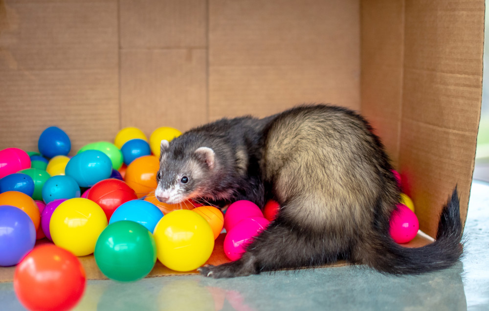 ferret balls