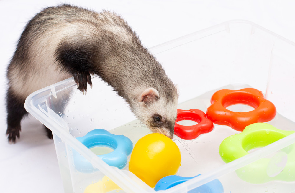 ferret bath