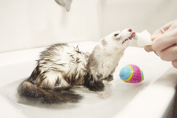 ferret bathing reward