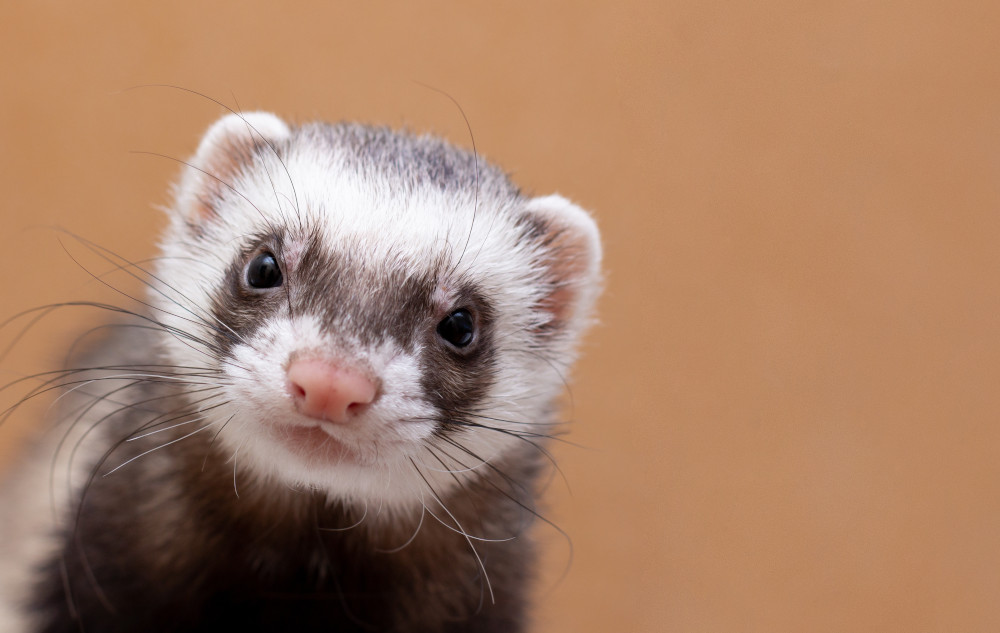 ferret close up