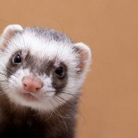 ferret close up
