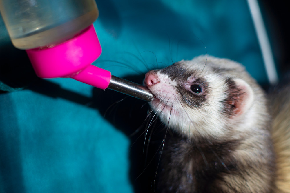 ferret drinking