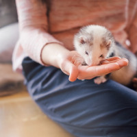 ferret eating from hand