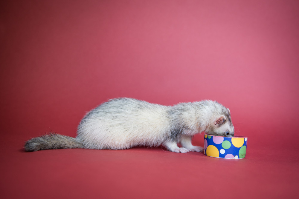 ferret eating
