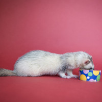 ferret eating