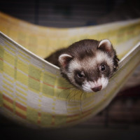 ferret hammock