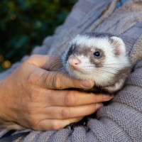 ferret in arms
