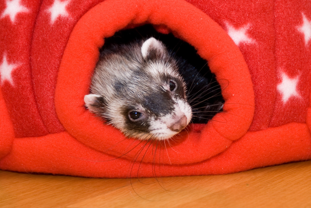 ferret in bed