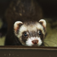 ferret litter tray