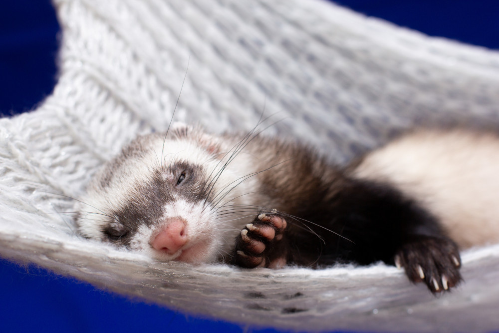 ferret sleeping hammock