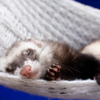 ferret sleeping hammock