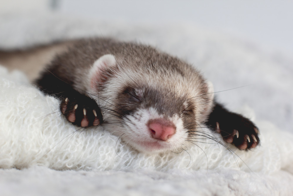 ferret sleeping