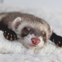 ferret sleeping
