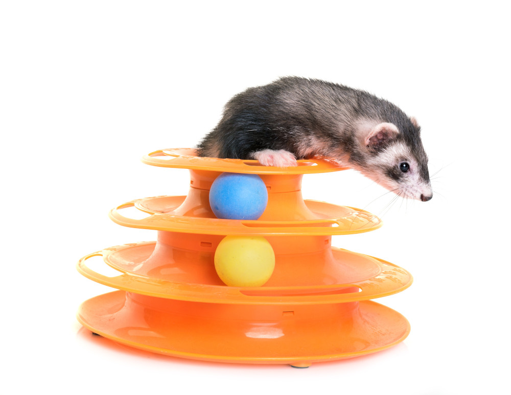 ferret toys