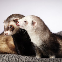 ferrets together