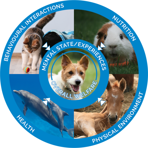 five domains chart 2023