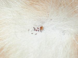 fleas dog hair
