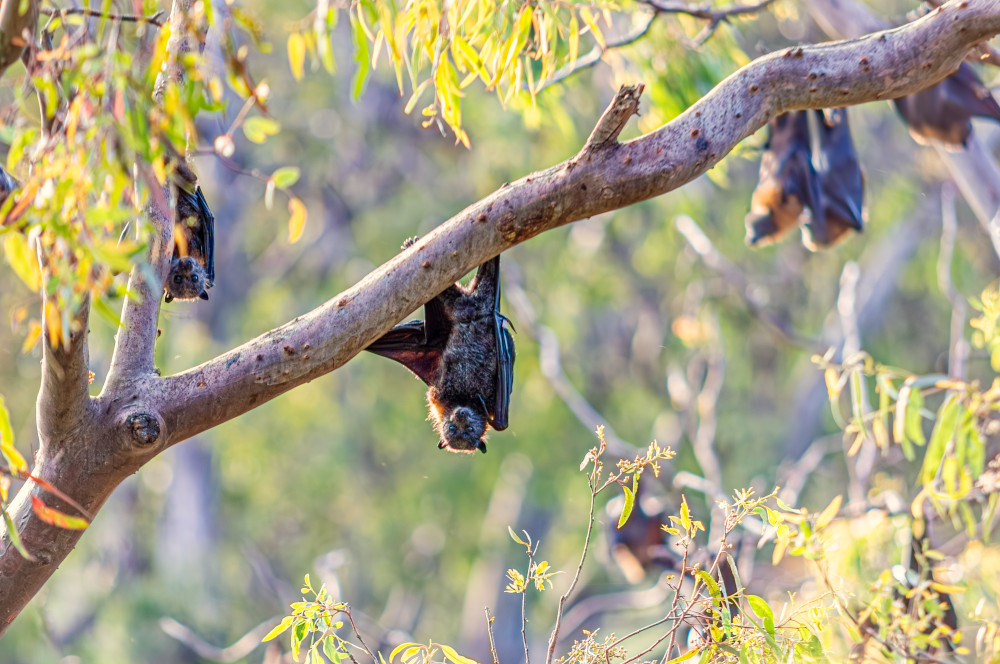 flying foxes in tree
