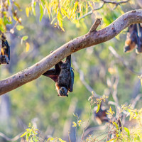 flying foxes in tree