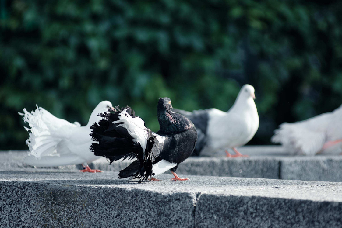 frill pigeons