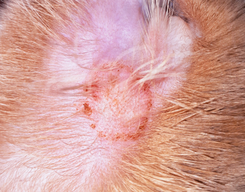fungal lesion cat ear