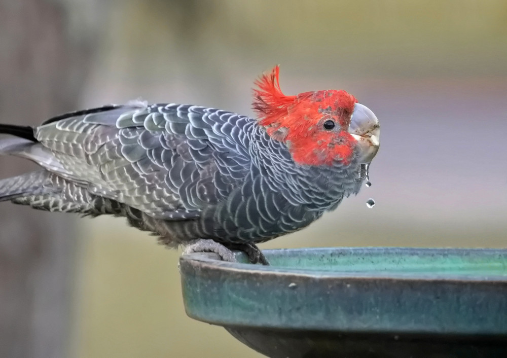 gang gang drinking bird bath