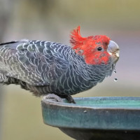 gang gang drinking bird bath