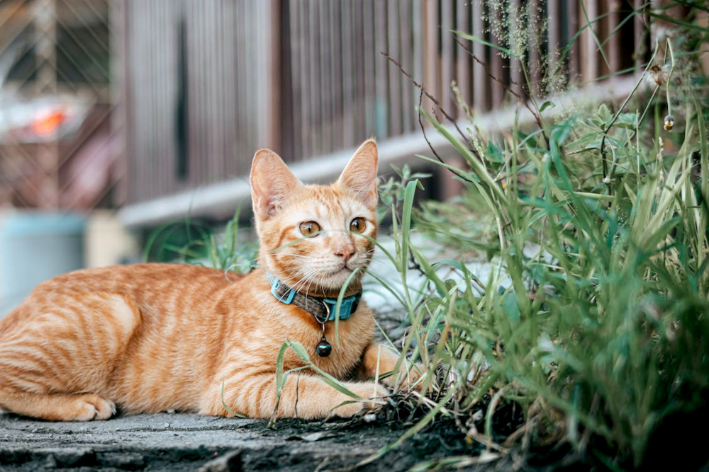 ginger cat outside grass