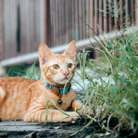 ginger cat outside grass