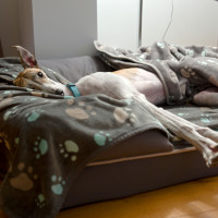 greyhound reclining bed