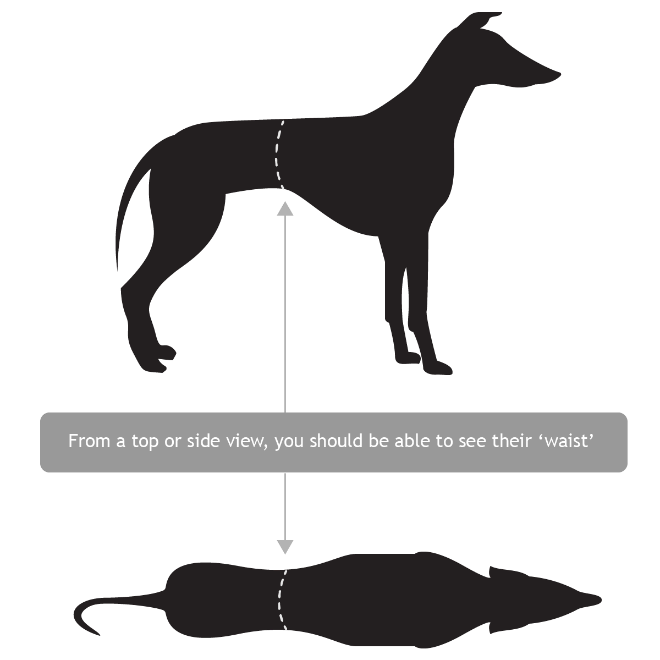 greyhound waist
