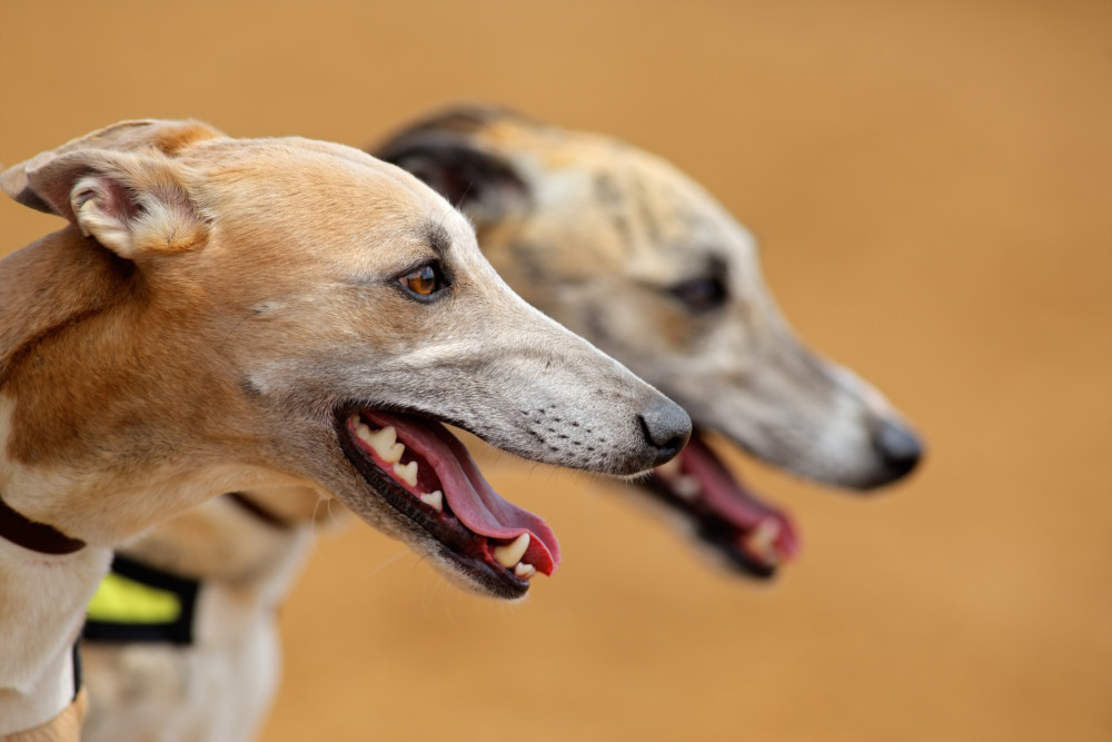 greyhounds panting heat
