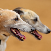 greyhounds panting heat