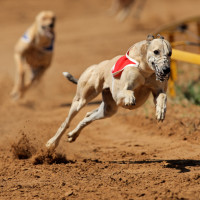 greyhounds racing