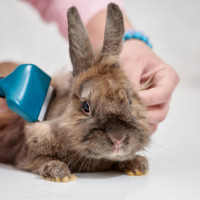 grooming bunny