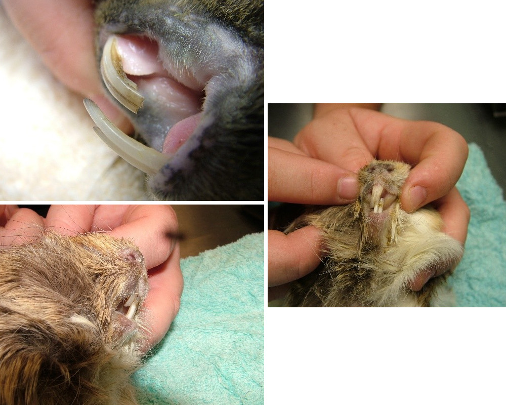 guinea pig bad teeth