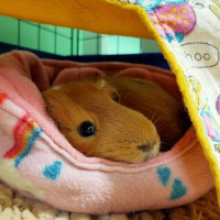 guinea pig bed cover