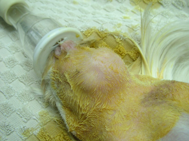 guinea pig cervical lymphadenitis