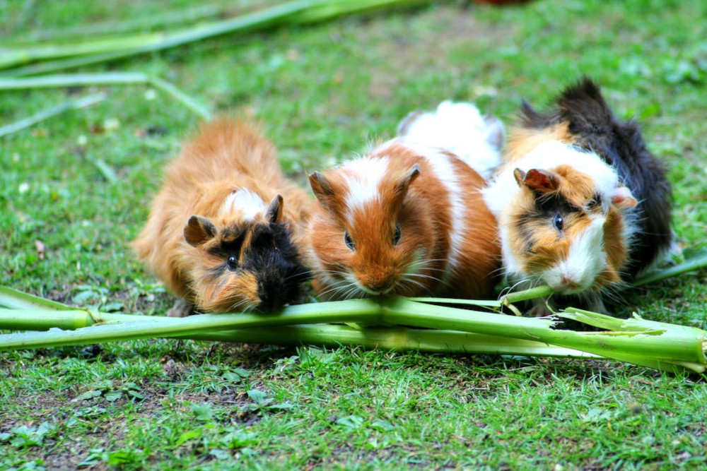 guinea pig chewing grass