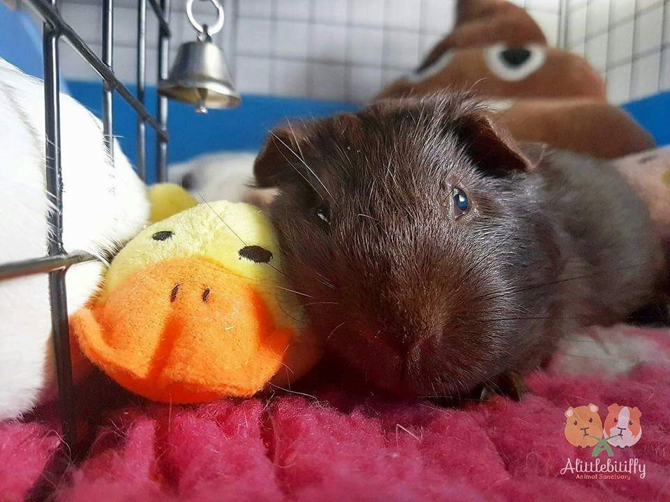 guinea pig ducky