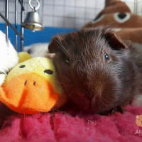 guinea pig ducky