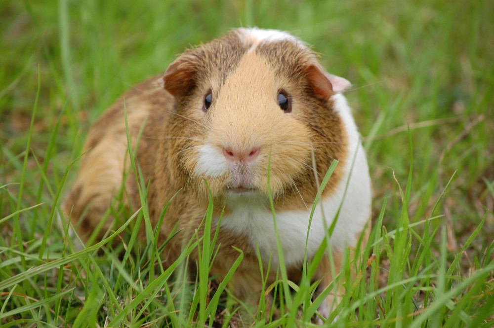 guinea pig grass