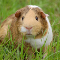 guinea pig grass