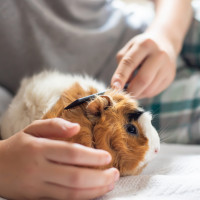 guinea pig grooming