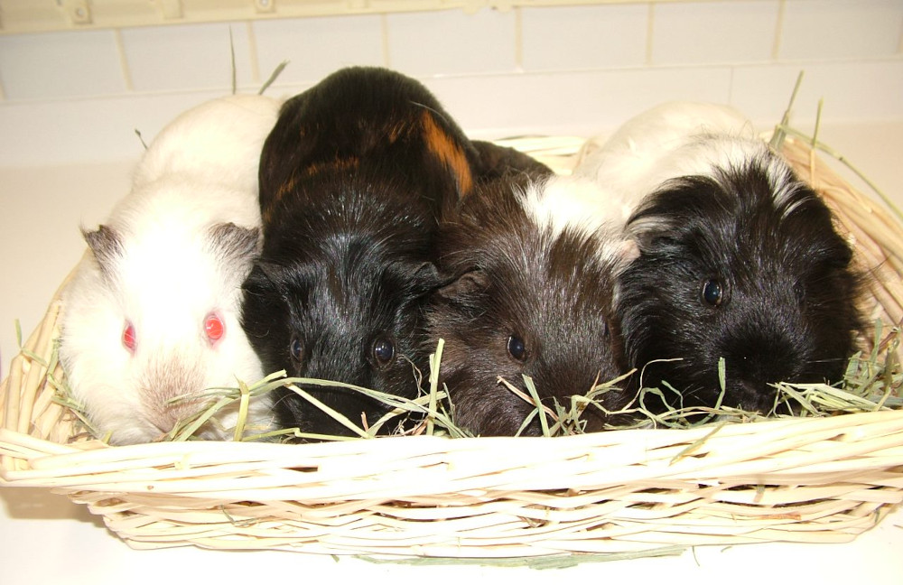guinea pig group