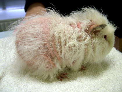 guinea pig hair loss