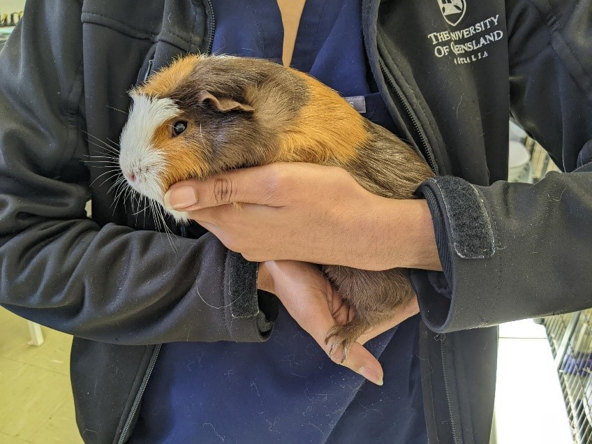 guinea pig holding