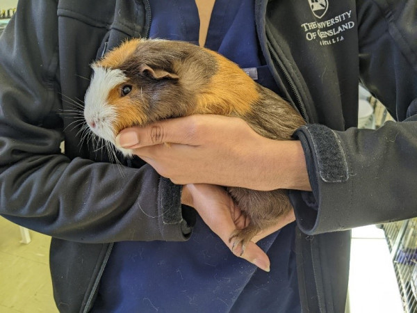 guinea pig holding